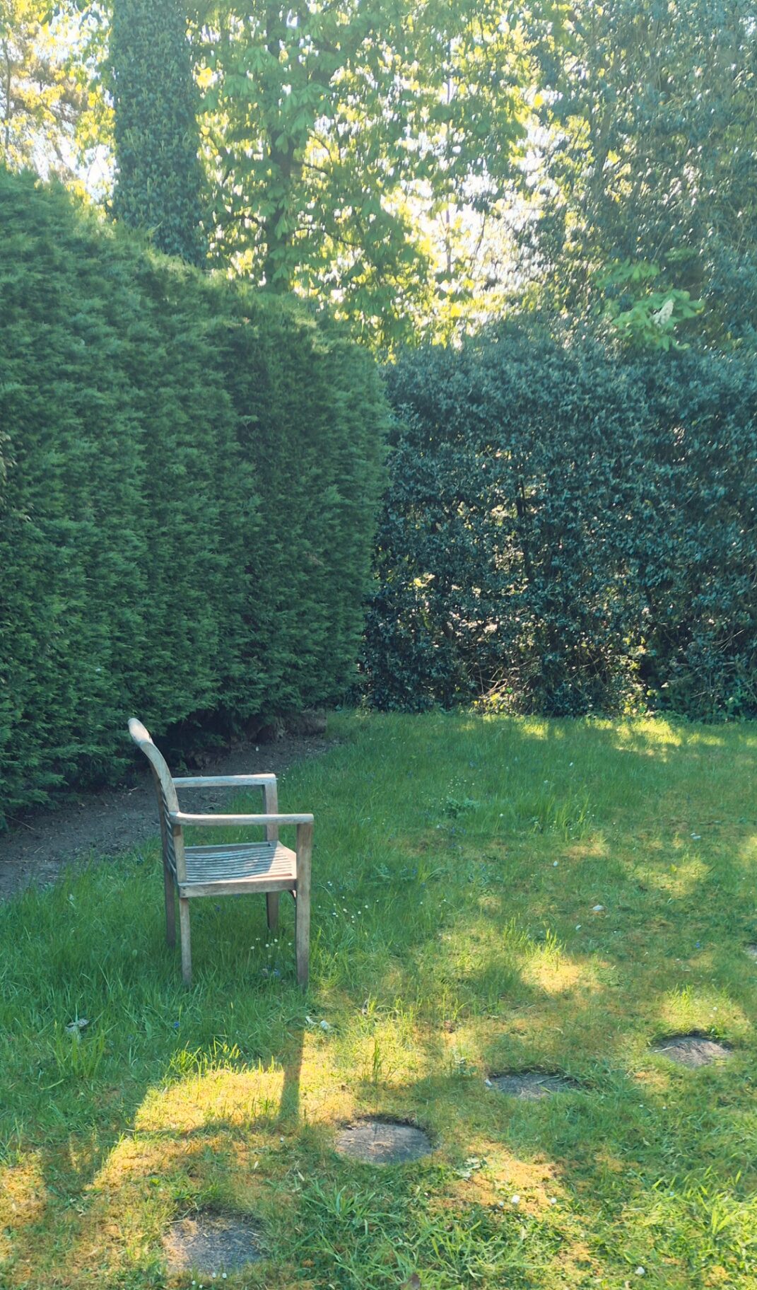 A wooden chair standing alone on a sunlit lawn, backed by dense green hedges.